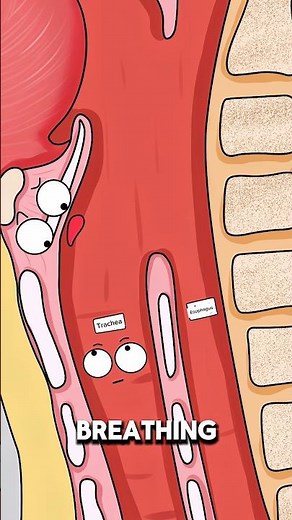 Why Food Entering the Trachea Can Block Breathing ⚠️..!!#e2dhealth #2dshow #animation #fypシ #health