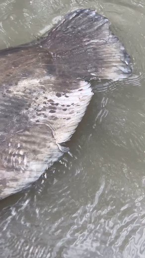 Massive Catfish Caught! 🚨🤯 This beast of a catfish measured well over 2.30 meters and weighed more than 90 kg - an absolute river monster😎💪. Fish of this size are rare and truly impressive, with their age and experience making them the supreme predators of the river😄. Their sheer length, size, and dominance set them apart. The European wels catfish can grow even larger than this one - though it’s rare, they’re definitely out there💯. For me, it’s not all about the size. What I love most is 