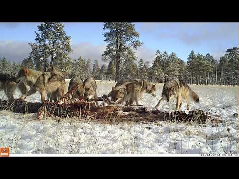 Mexican wolves eat an elk carcass
