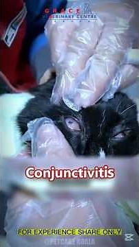 Vet Explains Conjunctivitis in Pets 👁️ #vetexplains #conjunctivitis #gracevet #fypyoutubeshorts #fyp