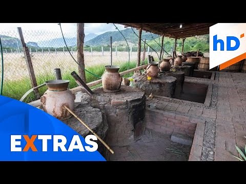 Así es el proceso de preparación del mezcal artesanal | hoyDía | Telemundo