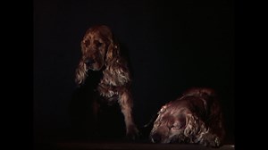 45K views · 1K reactions | Powell, Pressburger and pups. In addition to their stunning cinematography and technical innovations, the films of Michael Powell and Emeric Pressburger featured some "good boys"  . In fact, Michael Powell’s cocker spaniels, Erik and Spangle, appeared in a number of his films including I KNOW WHERE I'M GOING! ('45) which kicks off our final night of our Powell and Pressburger retrospective Thursday night at 8pm ET. | Turner Classic Movies: TCM | Facebook