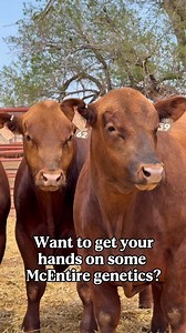 Want to get your hands on some McEntire Red Angus genetics? Mark your calendar for March & October—Bull & Female Sale twice a year! #mcentireredangus #redangus #redangusbulls #redanguscattle #bullsale #redanguscows #cowcalfoperation | McEntire Red Angus