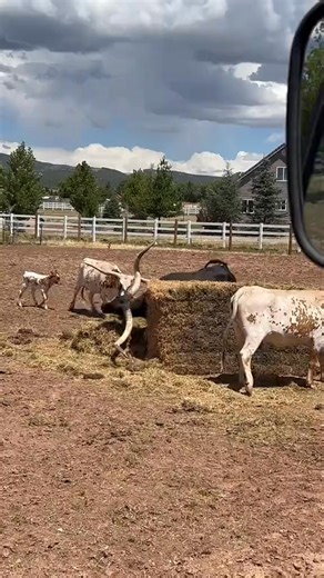 1.1K views · 35 reactions | There is nothing like a new bale of hay to scratch on ##texaslonghorns##farmlife##ranchtok##rancherwade##utah##yellowstone##1883##farmtok##ranchlife##cowboy##cowtok #fblifestyle | Linda Lapierre | Facebook