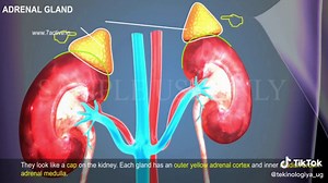 TEKINOLOGIYA UG (@tekinologiya_ug)’s videos with original sound - TEKINOLOGIYA UG