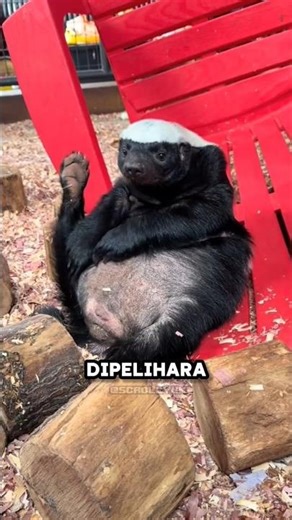 The Most Dangerous Animals in the WORLD 😱 #uniquefacts #science #funscience