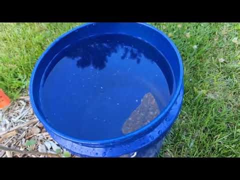 EASY & CHEAP WAY TO WATER BRAND NEW YOUNG TREES (5 Gal Bucket and a hole)