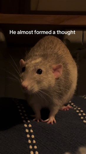 The Curious Nature of Pet Rats: Forgetful Moments