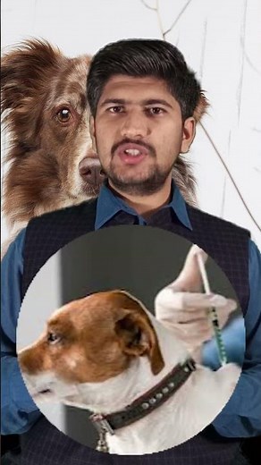 Deworming of a Puppy: Essential Care for a Healthy Start