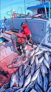 How do fishermen catch a lot of fish at once? #shorts