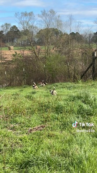 Fast Beagles Race to Catch Mr. Rabbit
