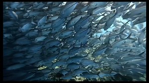 Weefine WFA37 Adjustable Buoyancy Carbon Fiber Float Arm🤿📸🎥Get More Details👇👇 https://hydrone.shop/collections/underwater-photography/products/weefine-wfa37-adjustable-buoyancy-carbon-fiber-float-arm Feature: Release air to adjust buoyancy by pressing the button to let water inside Material: Carbon Fiber Aluminum Alloy Size: D88mm x L220mm Buoyancy: - 520G #Weefine #weefine_wfa37 #FloatArm #underwaterphotography #underwatervideography | Hydrone Diving