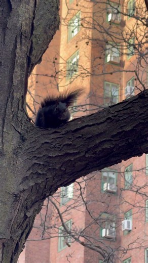 Squirrels can make alarm calls to warn others about a predator