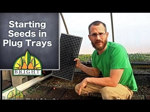 Starting Seeds in Plug Trays