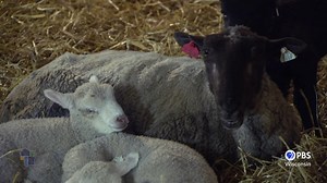 Paul and Carol Wagner started out with one sheep. One sheep led to another and now they raise 550 head of long wool Coopworth Sheep and run Hidden Valley Farm & Woolen Mill, a 1920s woolen mill in Valders. Carol dyes the wool while Paul operates the mill. They sell their wool products locally at farmers’ markets and wool festivals throughout the Midwest. For more from Wisconsin Life visit pbswisconsin.org. | PBS Wisconsin