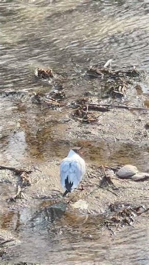Why Is This Seagull Screaming Like That?! 😂 | Nature ASMR