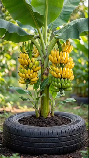 Banana Tree in a Tire?! 🍌 Incredible Green & Yellow Harvest #BananaTree #Gardening #Shorts