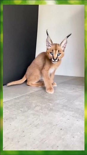 POV: You adopted a baby Floppa 🐆😭 #shorts