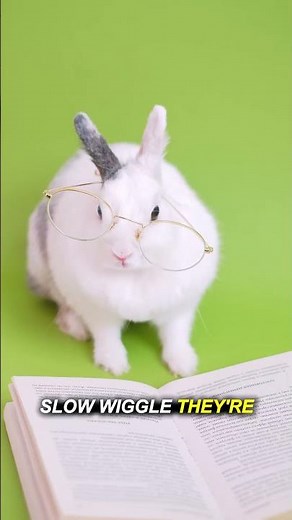 What Bunny Nose Twitching Really Means (It’s Genius) 🐰