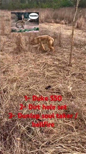 COYOTE trapping using DUKE 550 PRO. #trapping #coyote #predatorhunting #trapline #duketraps #dunlap