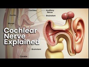 8. Cochlear Nerve Anatomy 🎧 | USMLE Step 1 | Organ of Corti → Cochlear Nuclei → Auditory Pathway