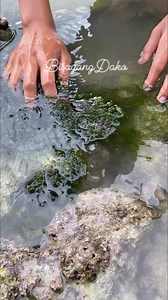 120K views · 641 reactions | Healthy sea urchin (swaki) #everyonehighlights | BisayangDako | Facebook