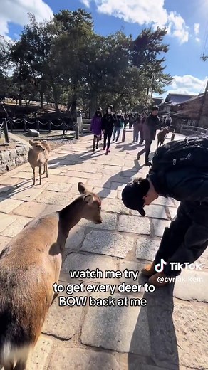 Encounters with Deer in Nara, Japan: A Unique Experience