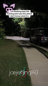 Cryptid caught on camera. 📹 | Slapped Ham