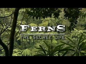 The secret life: Ferns Pteridophyte life cycle (HD)