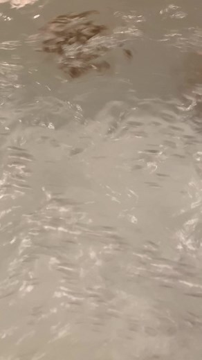 28K views · 2.8K reactions | never alone when you have dogs  | Golden Girl Xena | Facebook