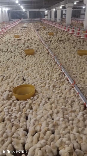 poultry farm chicks arrival day1, #broiler #chickenfarming #broiler_poultry_farm #poultry #shorts