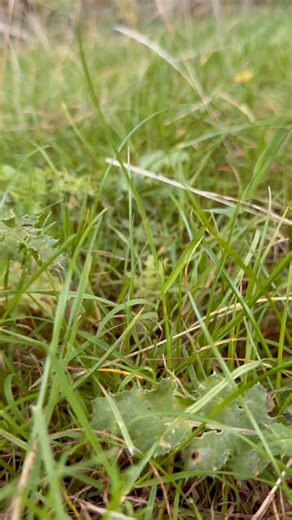 Sybbie 👧🏼 The Foraging Princess 👑 recites a poem I wrote for her about one of her favourite mushrooms! 🆔 Coprinus comatus, The Shaggy Inkcap 🍄‍🟫🫟 #nature #naturelearning #mushrooms #mushroomhunting #poetry #poem #poems #foraging #naturepoem | The Grizzly Forager