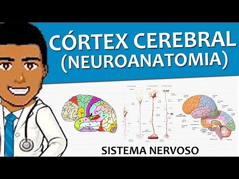 Nervous System 06 - Cerebral Cortex (Neuroanatomy and Histology) - Video Lesson