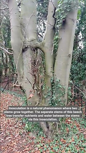 Rare example of inosculation. #tree