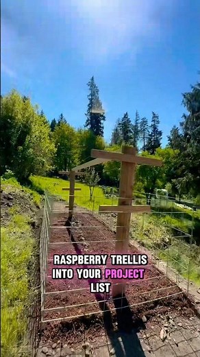 DIY Homestead Raspberry Trellis #diy #homestead #farmlife #foodforest #organic #raspberry #trellis
