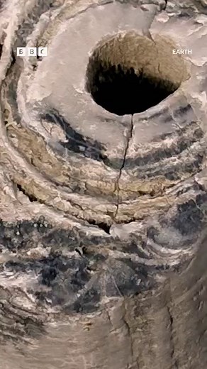 These giant fungi are HUGE! 😮🍄 #Earth #iPlayer | BBC