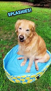 6.5K views · 15K reactions | The body of a big dog, but the pool of a small dog  #dog #dogsofinstagram #pool #toy #small #vo #dub #rufus | Rufus Goodboy | Facebook