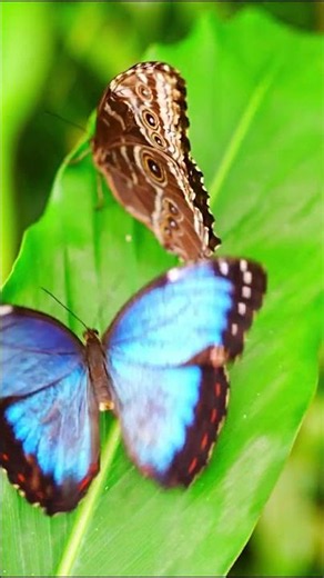 Butterfly Learn insects
