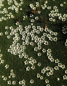 Tasmanian cushion plants - Alchetron, the free social encyclopedia