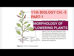 Class 11 Biology|Ch.-5 |Part-1||Morphology of flowering plants||Study with Farru