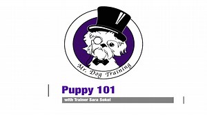 Puppy 101