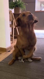 23K views · 61 reactions | Dogs hunting rabbit2 #wildanimals #dog #rabbit #animals #doganimal #dog #dogs #animal #doglover #dogstagram #dogsofinstagram #doglove #popularpet #popularcat #populardog #theamericanpetclub #worldpopularpet #niceanimal #excellentpet #catanimal #petanimal #pet #doglife #dogmodel #dogphotography #savebalidogs #dogoftheday #cutiedogs #dogcharity #p #tel #loveislove #kendalljenner #pesjelaska | Reach Animals | Facebook