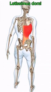 34K views · 1.1K reactions | Latissimus dorsi #muscle #anatomy | Dr. Ishtiaque Arafat | Facebook