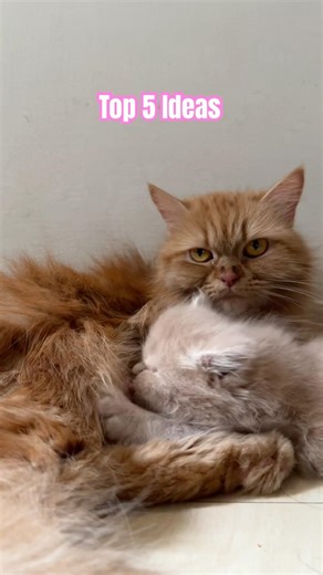 Top 5 pranks… don’t look away.🤩 #shorts #kitten #cutecat #catvideos