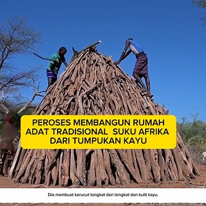 Peroses membangun rumah adat tradisional suku afrika dari tumpukan kayu