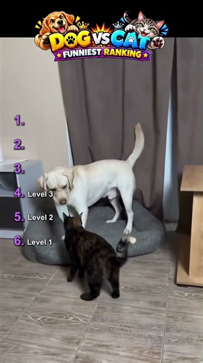Try not to laugh: Dog and Cat edition 🐾 #funny #shorts #pets