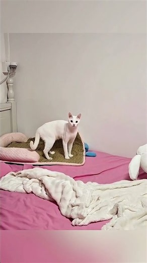Le son que les chats ne peuvent pas ignorer
