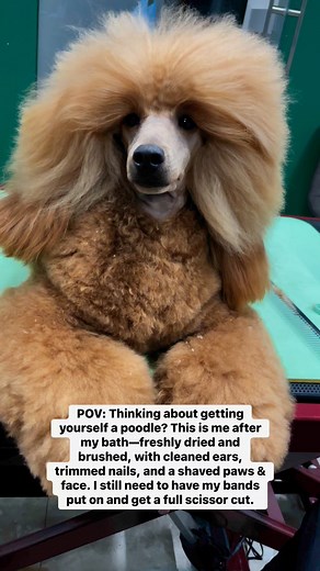 78K views · 1.2K reactions | Thinking about getting yourself a poodle? 樂 | 퐂퐎퐎퐋 퐏퐎퐎퐃퐋퐄퐒 | Facebook