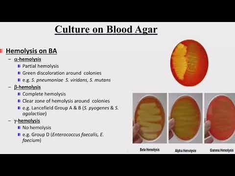 Gram positive bacteria marathon. Complete GPB. #microbiology