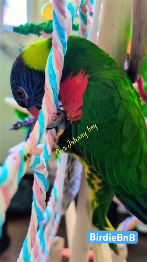 We are Johnny boy’s second family . #birdiebnb #birdsitting #lorikeet #rainbowlorikeet